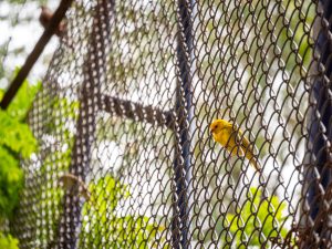 security fence malaysia